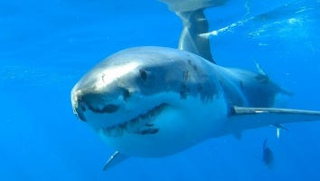 SharkFest: How to Watch the Annual National Geographic Event on Disney Plus and Hulu